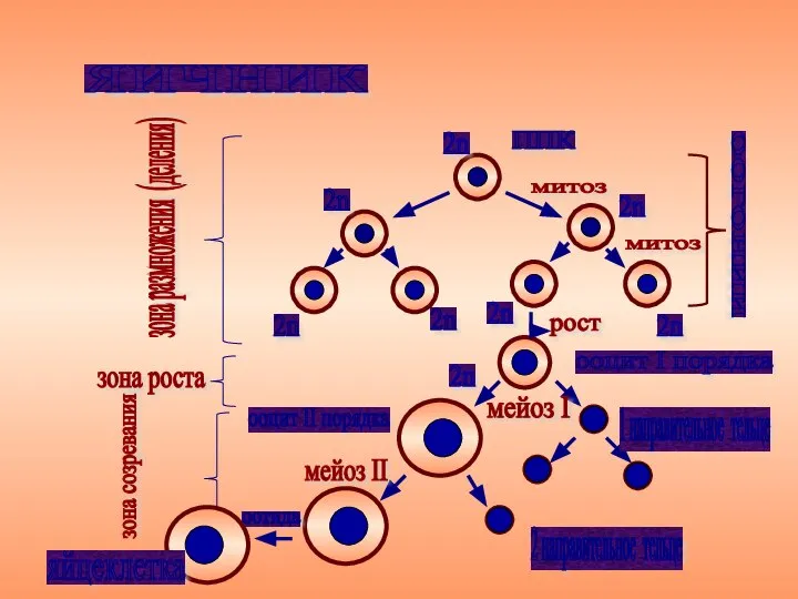 ППК митоз митоз оогонии 2n 2n 2n 2n 2n 2n 2n