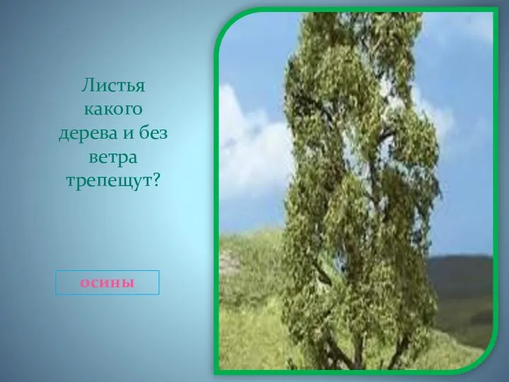 Листья какого дерева и без ветра трепещут? осины