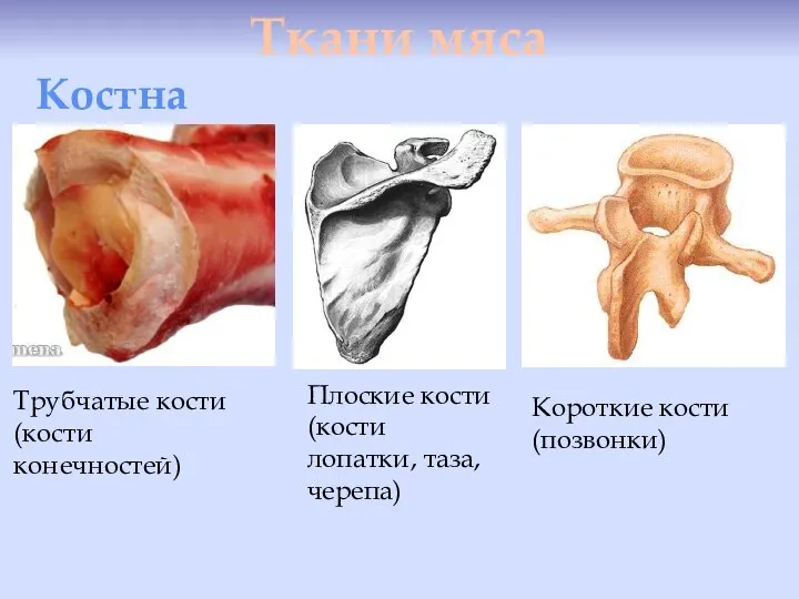 Ткани мяса Костная Трубчатые кости (кости конечностей) Плоские кости (кости лопатки, таза, черепа) Короткие кости (позвонки)