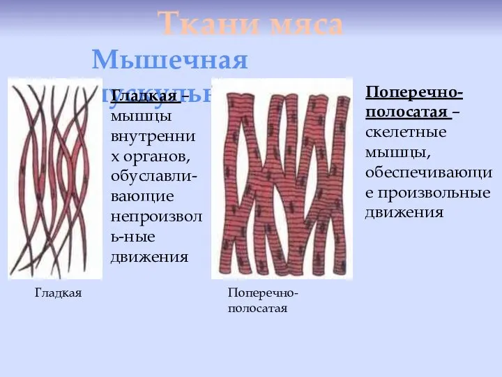 Ткани мяса Мышечная (мускульная) Гладкая Гладкая – мышцы внутренних органов, обуславли-вающие