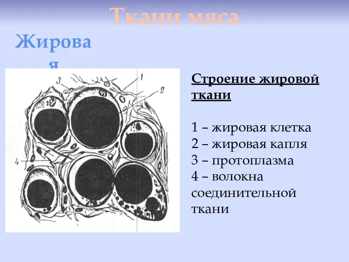 Ткани мяса Жировая Строение жировой ткани 1 – жировая клетка 2