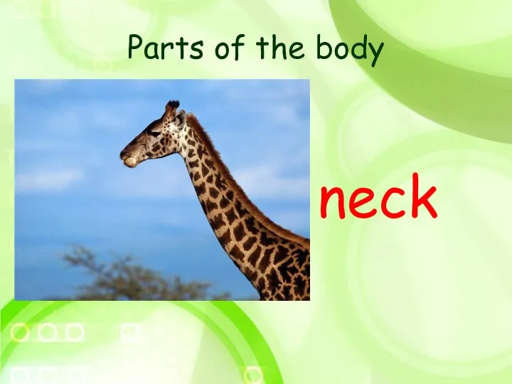 Parts of the body neck