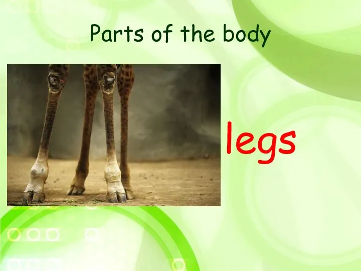 Parts of the body legs