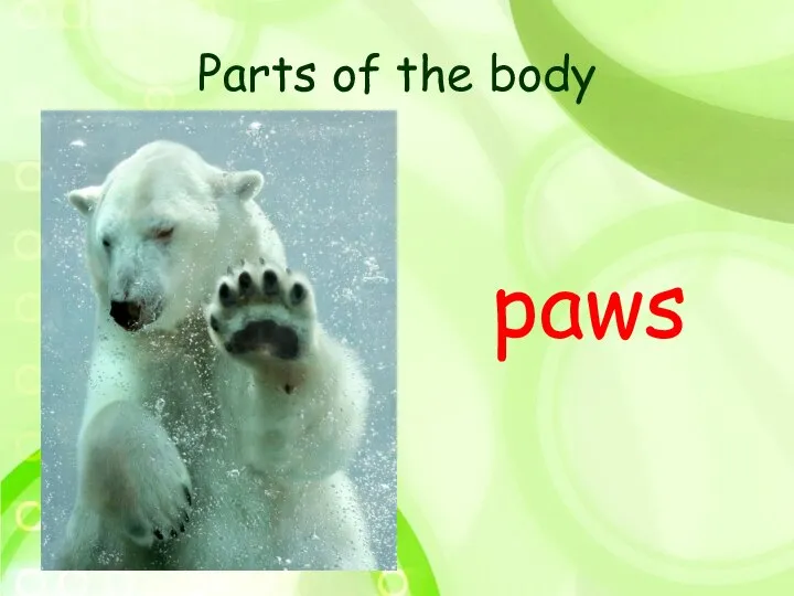 Parts of the body paws