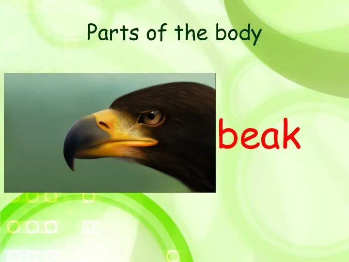 Parts of the body beak