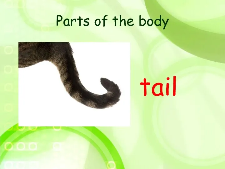 Parts of the body tail