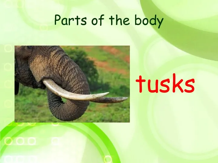 Parts of the body tusks