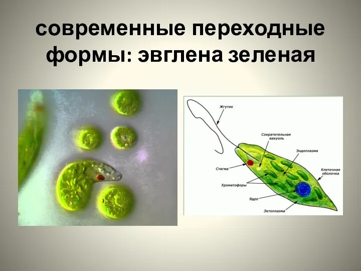 современные переходные формы: эвглена зеленая