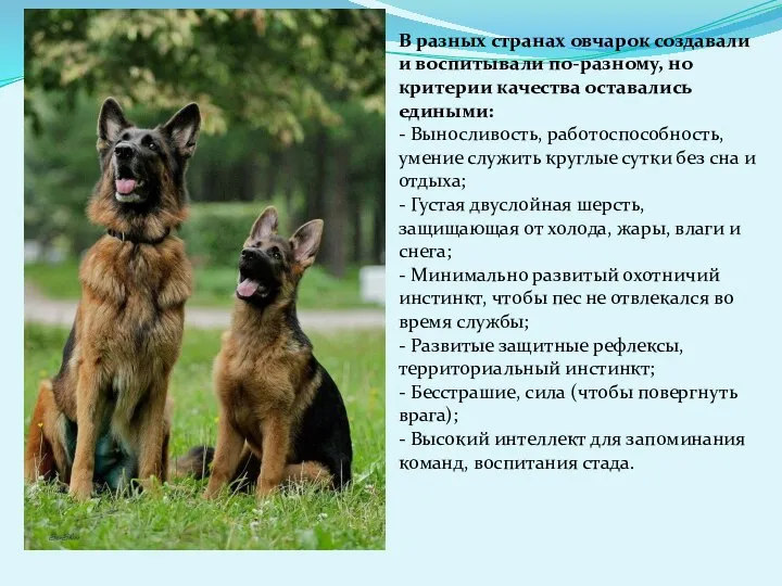 В разных странах овчарок создавали и воспитывали по-разному, но критерии качества