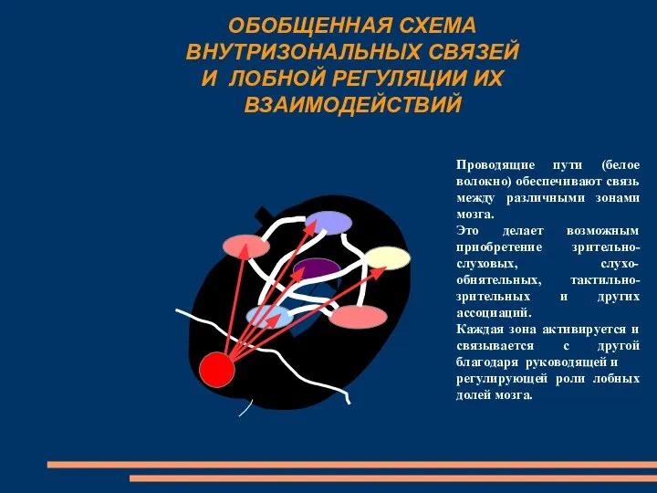 ОБОБЩЕННАЯ СХЕМА ВНУТРИЗОНАЛЬНЫХ СВЯЗЕЙ И ЛОБНОЙ РЕГУЛЯЦИИ ИХ ВЗАИМОДЕЙСТВИЙ Проводящие пути