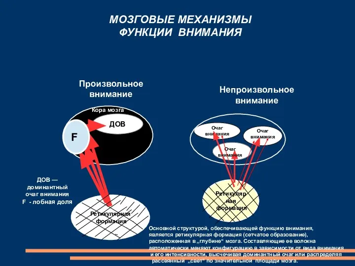 Ретикулярная формация Очаг внимания ДОВ МОЗГОВЫЕ МЕХАНИЗМЫ ФУНКЦИИ ВНИМАНИЯ Кора мозга