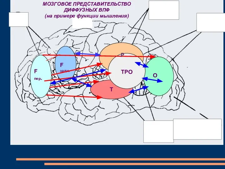 МОЗГОВОЕ ПРЕДСТАВИТЕЛЬСТВО ДИФФУЗНЫХ ВПФ (на примере функции мышления) T F задн. F пер. P O TPO