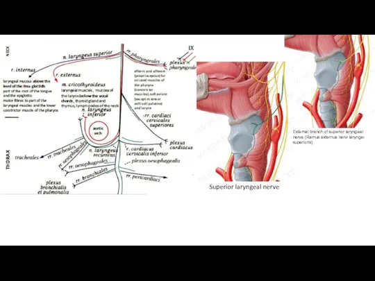 Superior laryngeal nerve External branch of superior laryngeal nerve (Ramus externus nervi laryngei superioris)