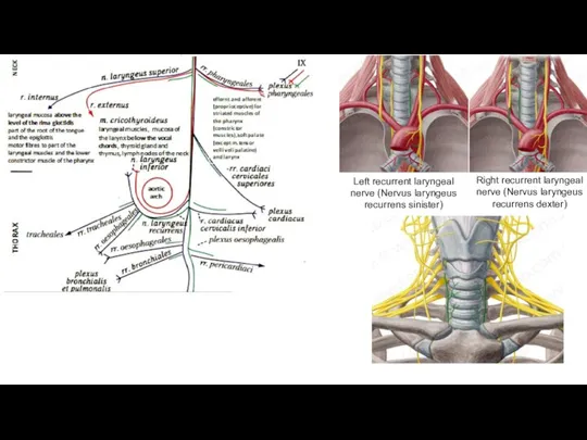 Right recurrent laryngeal nerve (Nervus laryngeus recurrens dexter) Left recurrent laryngeal nerve (Nervus laryngeus recurrens sinister)