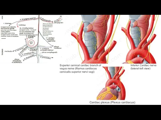 Inferior Cardiac nerve (lateral-left view) Cardiac plexus (Plexus cardiacus) Superior cervical