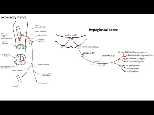 accessory nerve hypoglossal nerve