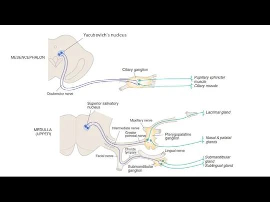 Yacubovich's nucleus