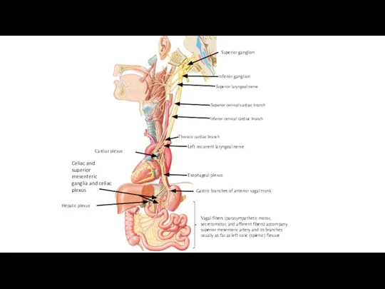 Superior ganglion Superior laryngeal nerve Inferior ganglion Left recurrent laryngeal nerve