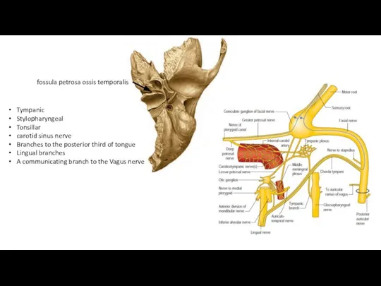 fossula petrosa ossis temporalis Tympanic Stylopharyngeal Tonsillar carotid sinus nerve Branches