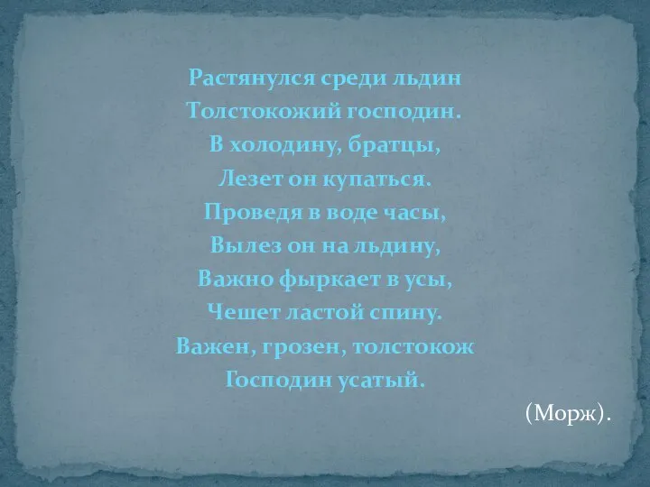 Растянулся среди льдин Толстокожий господин. В холодину, братцы, Лезет он купаться.