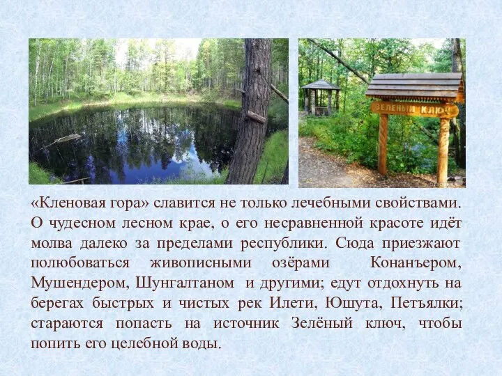 «Кленовая гора» славится не только лечебными свойствами. О чудесном лесном крае,