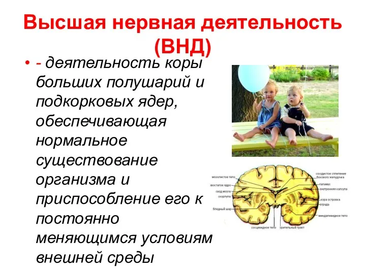 Высшая нервная деятельность (ВНД) - деятельность коры больших полушарий и подкорковых