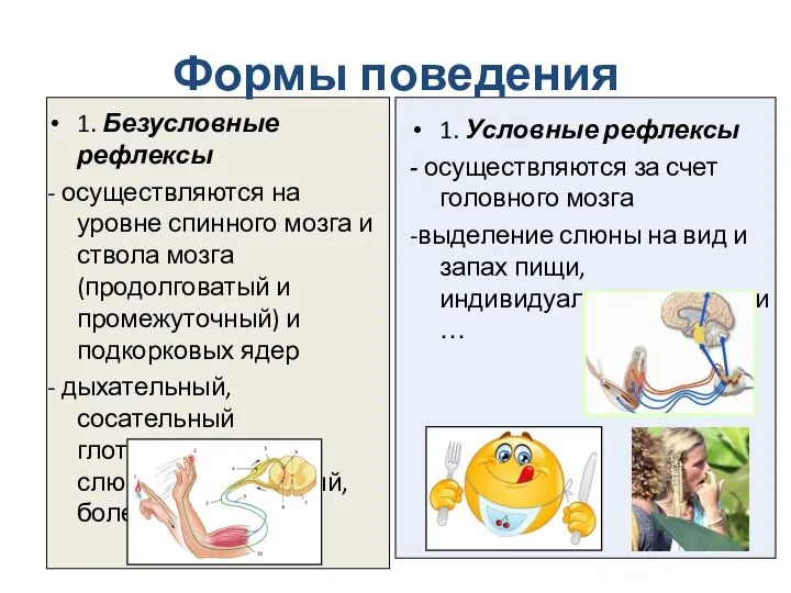 Формы поведения 1. Безусловные рефлексы - осуществляются на уровне спинного мозга