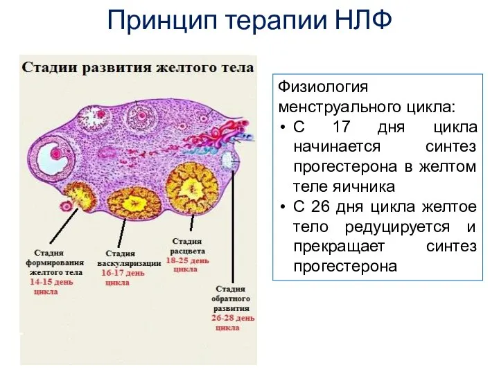 Принцип терапии НЛФ Физиология менструального цикла: С 17 дня цикла начинается