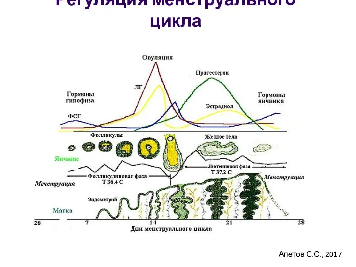 Регуляция менструального цикла Апетов С.С., 2017