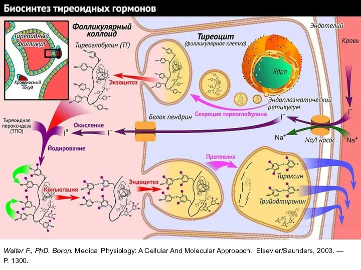 Walter F., PhD. Boron. Medical Physiology: A Cellular And Molecular Approaoch. Elsevier/Saunders, 2003. — P. 1300.