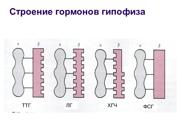 Строение гормонов гипофиза ЛГ ТТГ ХГЧ ФСГ