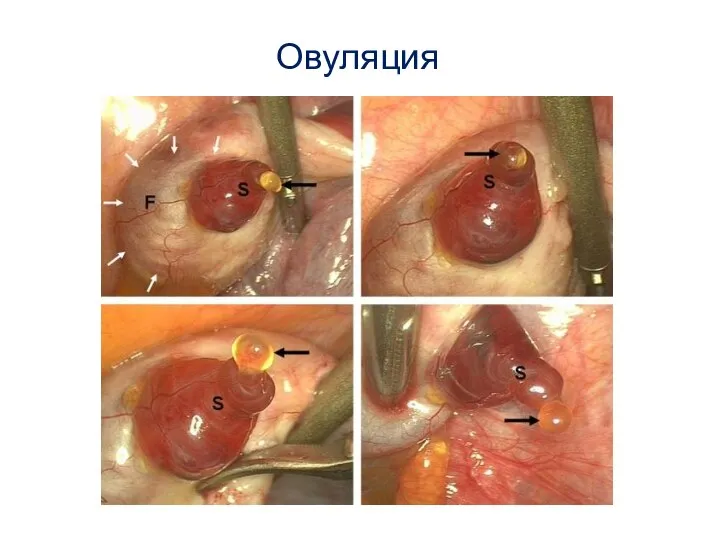 Овуляция