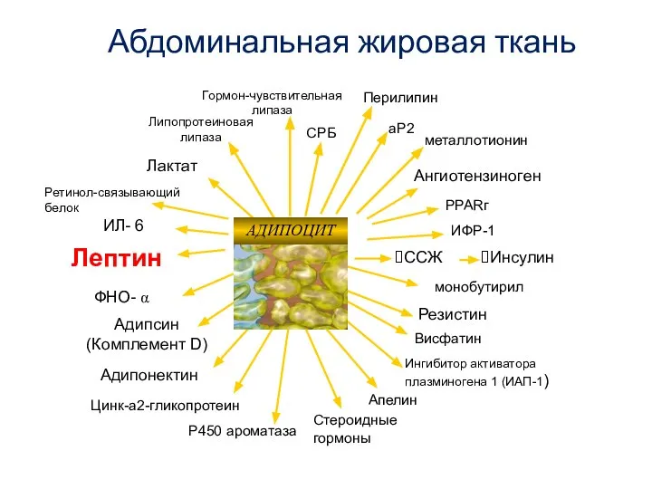 Абдоминальная жировая ткань Лактат Ангиотензиноген Лептин Адипсин (Комплемент D) ФНО- α