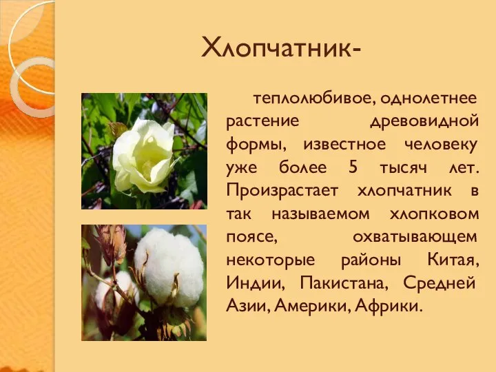 Хлопчатник- теплолюбивое, однолетнее растение древовидной формы, известное человеку уже более 5