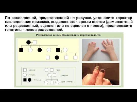 По родословной, представленной на рисунке, установите характер наследования признака, выделенного черным