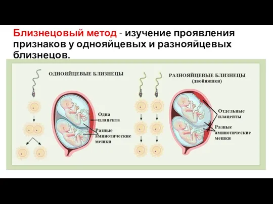 Близнецовый метод - изучение проявления признаков у однояйцевых и разнояйцевых близнецов.