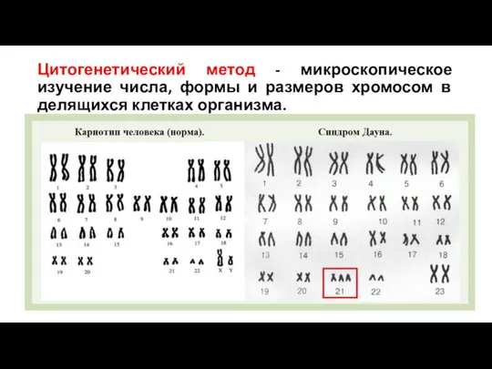 Цитогенетический метод - микроскопическое изучение числа, формы и размеров хромосом в делящихся клетках организма.