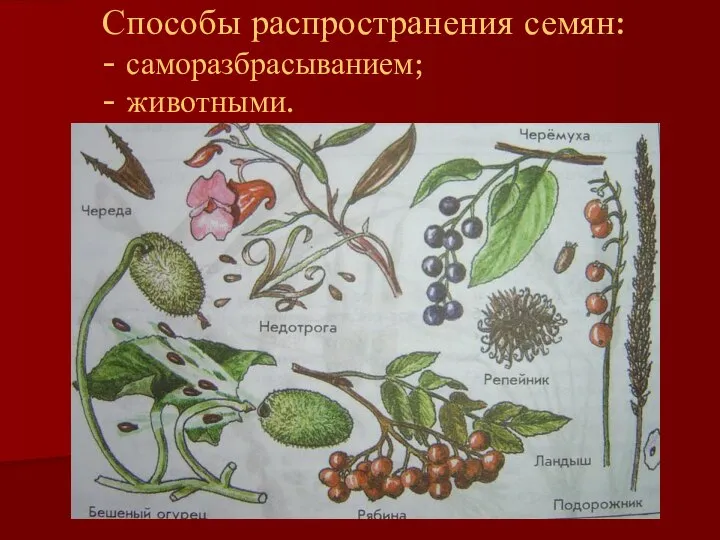 Способы распространения семян: - саморазбрасыванием; - животными.