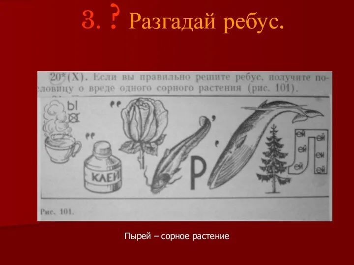 3. ? Разгадай ребус. Пырей – сорное растение