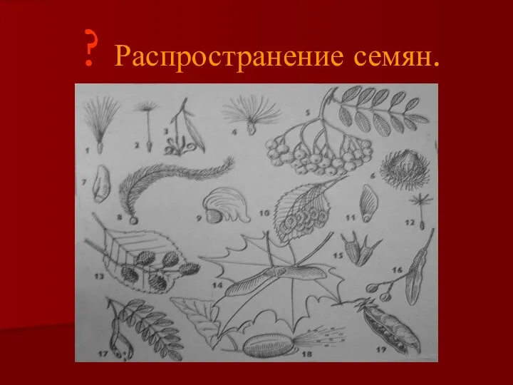 ? Распространение семян.