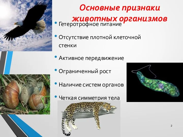 Основные признаки животных организмов Гетеротрофное питание Отсутствие плотной клеточной стенки Активное