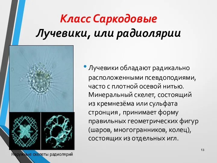 Класс Саркодовые Лучевики, или радиолярии Лучевики обладают радикально расположенными псевдоподиями, часто