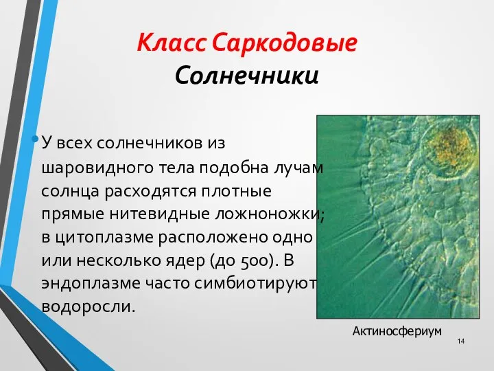 Класс Саркодовые Солнечники У всех солнечников из шаровидного тела подобна лучам