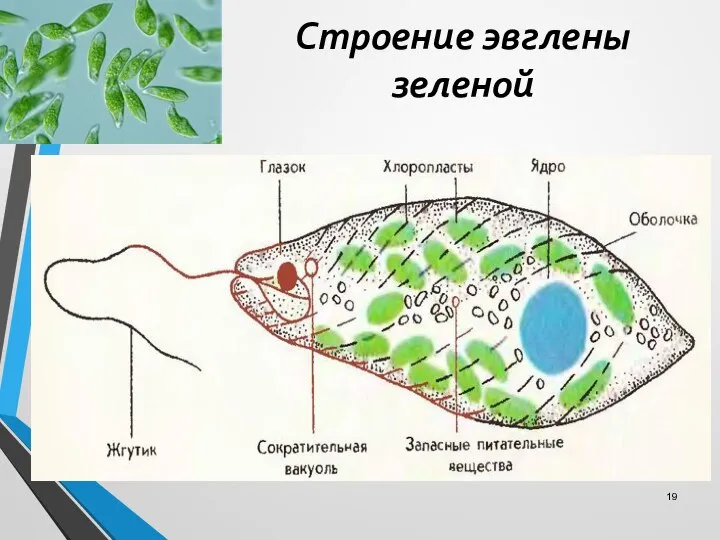 Строение эвглены зеленой