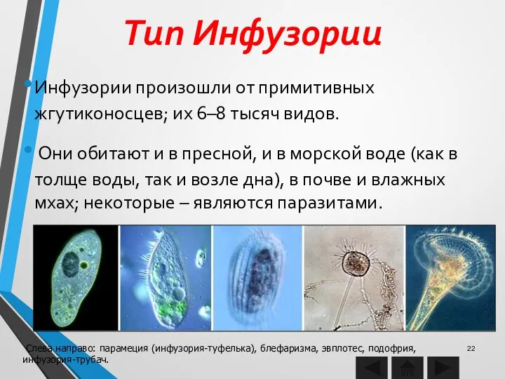 Тип Инфузории Инфузории произошли от примитивных жгутиконосцев; их 6–8 тысяч видов.