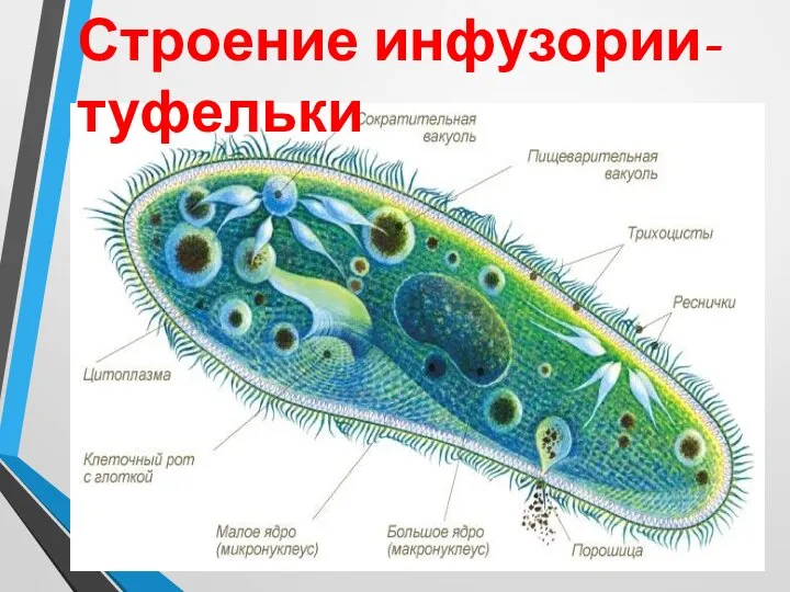 Строение инфузории-туфельки