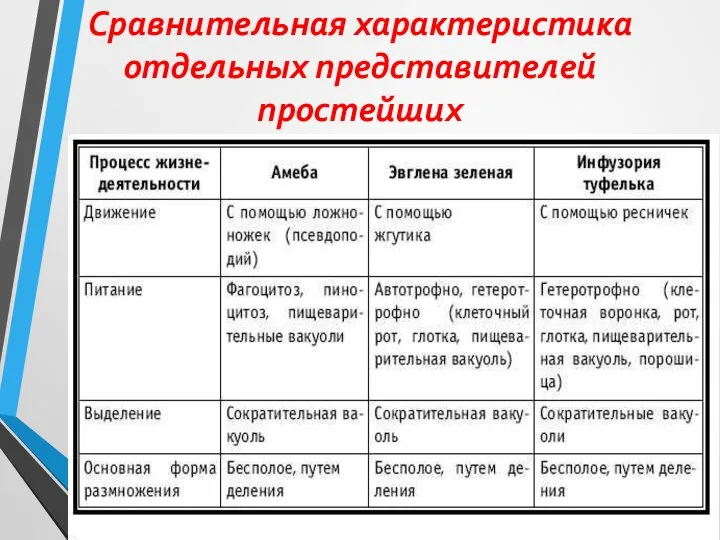 Сравнительная характеристика отдельных представителей простейших