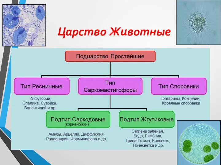 Царство Животные