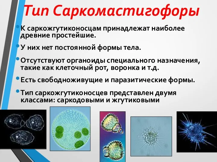 Тип Cаркомастигофоры К саркожгутиконосцам принадлежат наиболее древние простейшие. У них нет