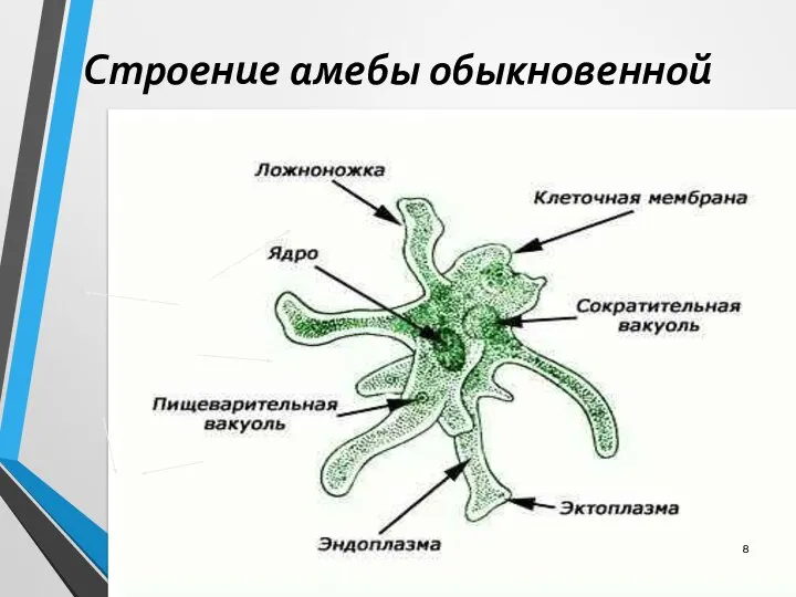 Строение амебы обыкновенной